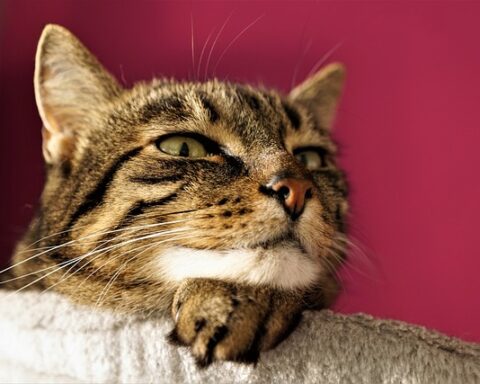 Understanding Cat Body Language: Deciphering Your Feline Friend's Signals