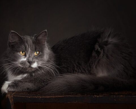 Mastering Cat Photography: A Guide to Capturing Magical Moments with Your Feline Model