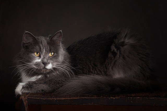 Mastering Cat Photography: A Guide to Capturing Magical Moments with Your Feline Model