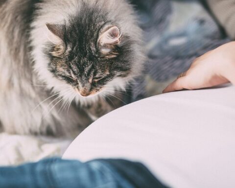 Cats and Allergies: Managing Allergies with a Feline Companion
