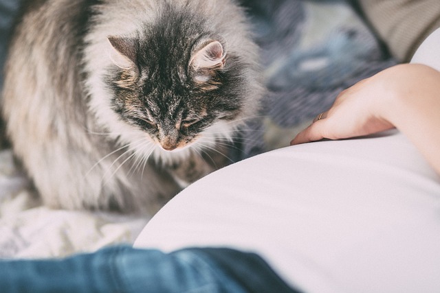 Cats and Allergies: Managing Allergies with a Feline Companion
