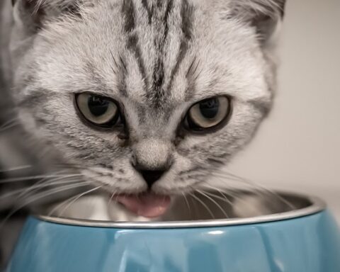 Nourishing Your Feline Friend A Comprehensive Guide to Optimal Cat Nutrition