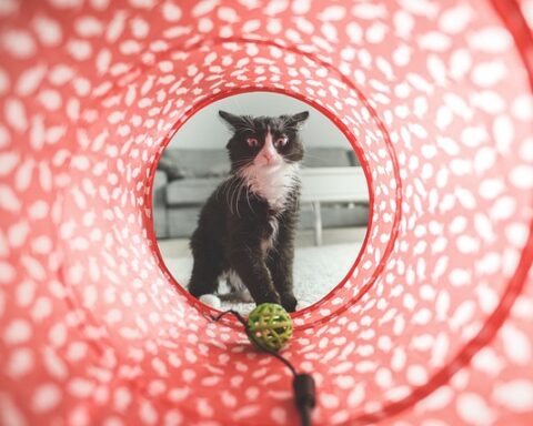 Crafty Cat Fun: DIY Toy Projects for a Purrfect Playtime