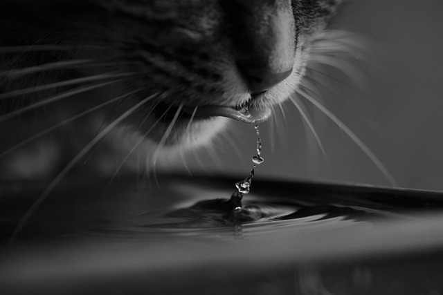 Quenching Their Thirst: Nurturing Your Cat's Well-Being through Adequate Hydration