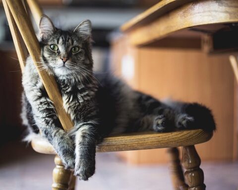 Cherishing the Golden Years: Caring for Your Senior Cat with Love and Understanding