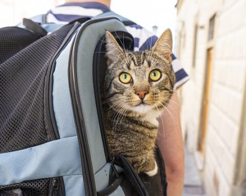 Journeying with Feline Companions: A Guide to Stress-Free Travel