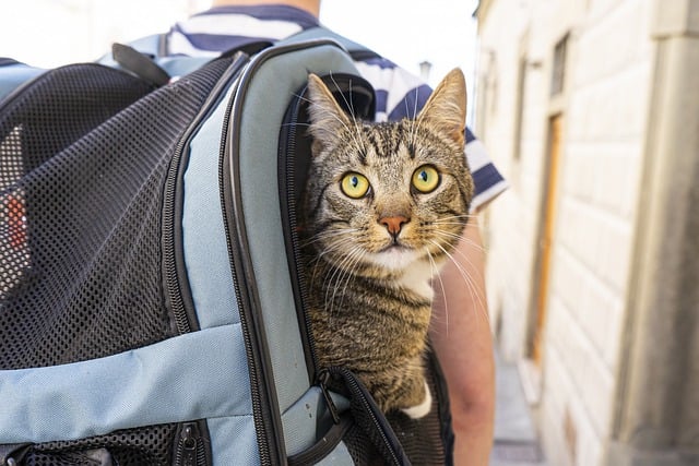 Journeying with Feline Companions: A Guide to Stress-Free Travel