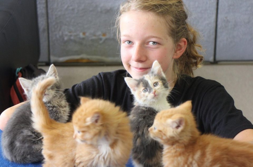 Girl Uses Birthday Money to Rescue 14 Abandoned Kittens: A Heartwarming Tale of Teenage Compassion