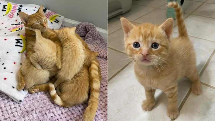 Heartwarming Discovery: A Feline Family Finds Hope in Unexpected Circumstances