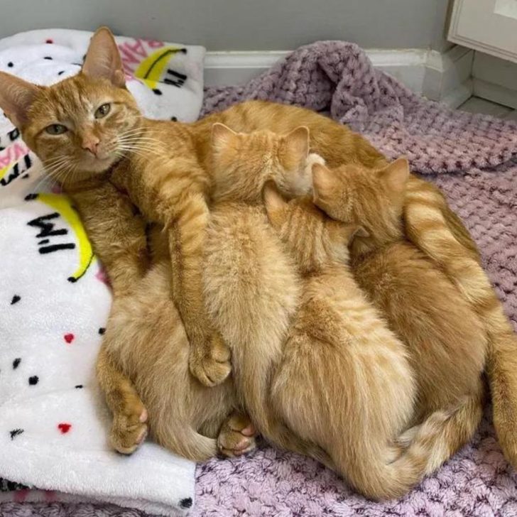 Heartwarming Discovery: A Feline Family Finds Hope in Unexpected Circumstances