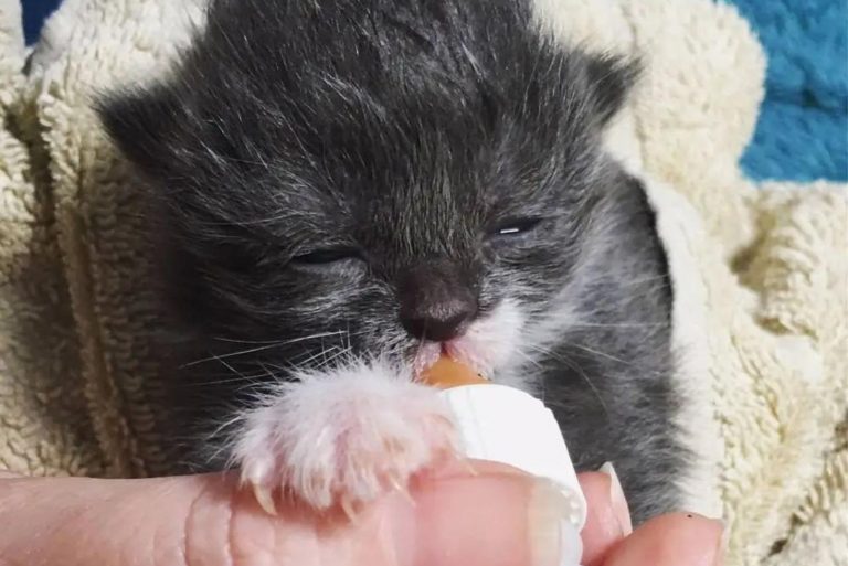 Newborn Kittens Found In Bin Bag