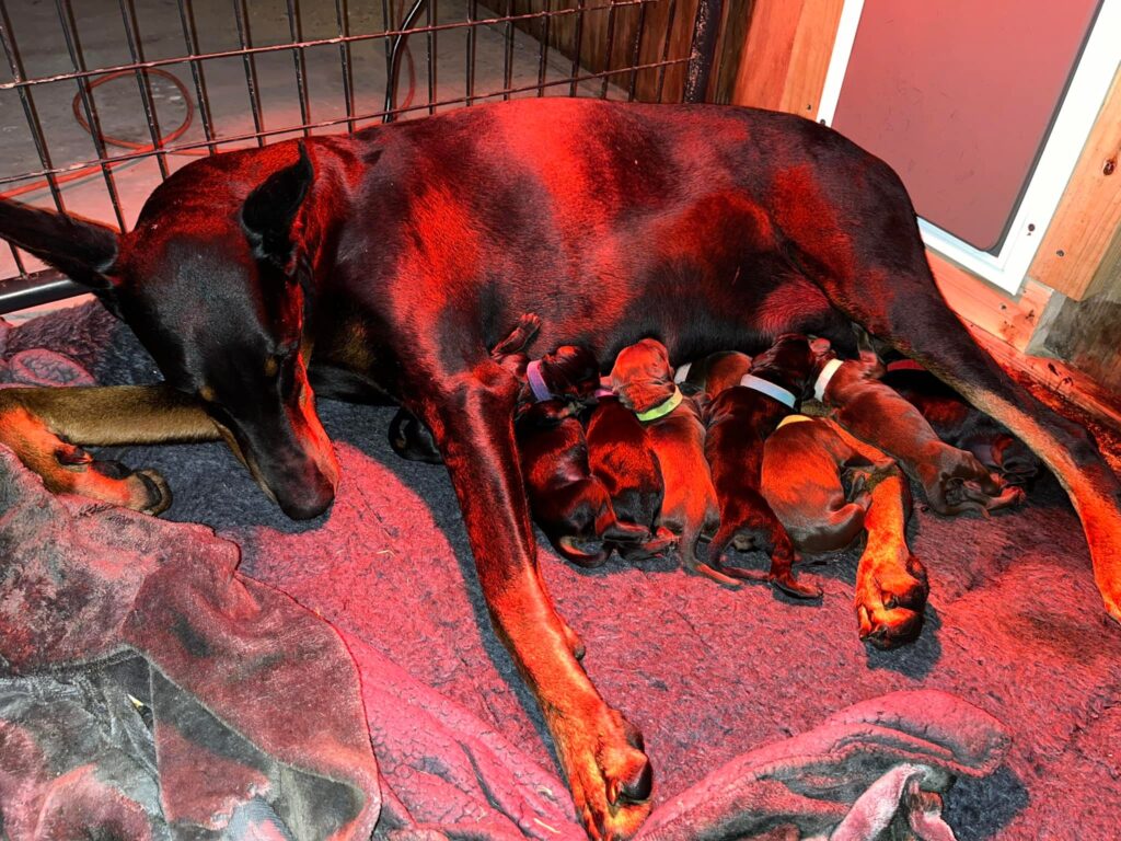 Ruby, the Doberman Pinscher Mama Who 'Adopted' an Abandoned Newborn Kitten and Sweetly Dotes on Her