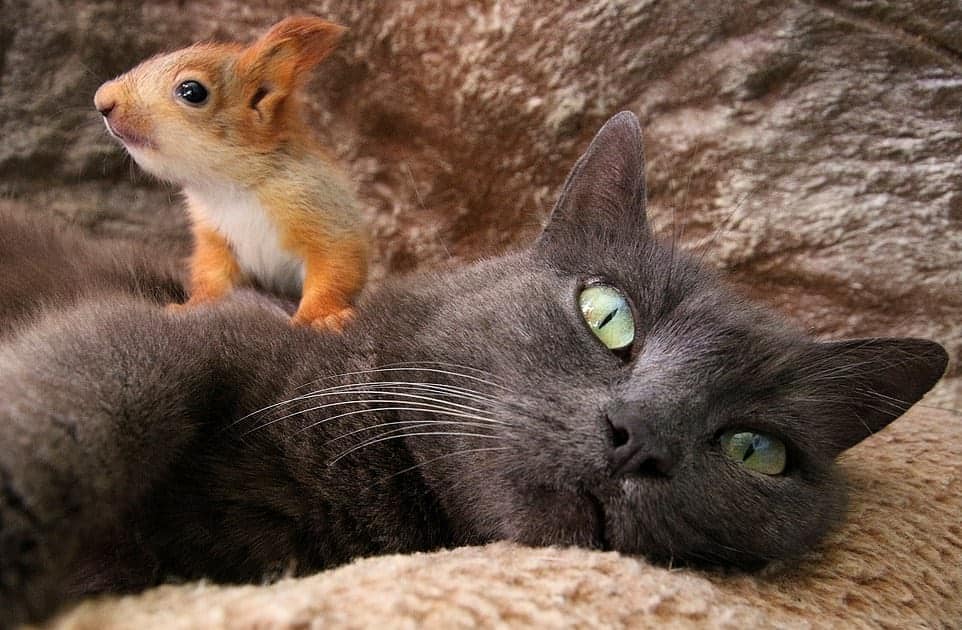 Orphaned Baby Squirrels Find Home and Love with Mama Cat and Kitten Siblings