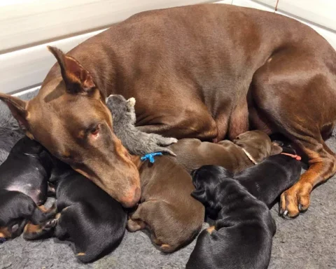 Ruby, the Doberman Pinscher Mama Who 'Adopted' an Abandoned Newborn Kitten and Sweetly Dotes on Her