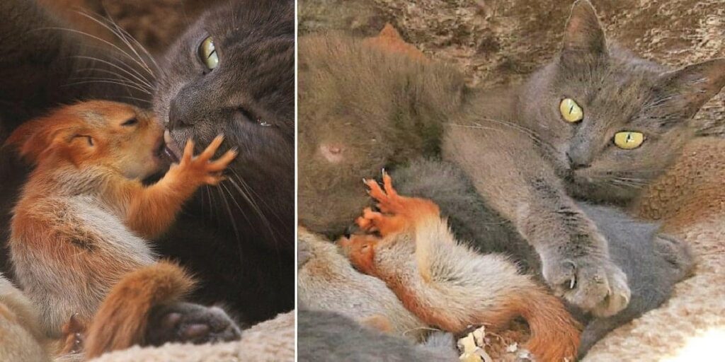 Orphaned Baby Squirrels Find Home and Love with Mama Cat and Kitten Siblings